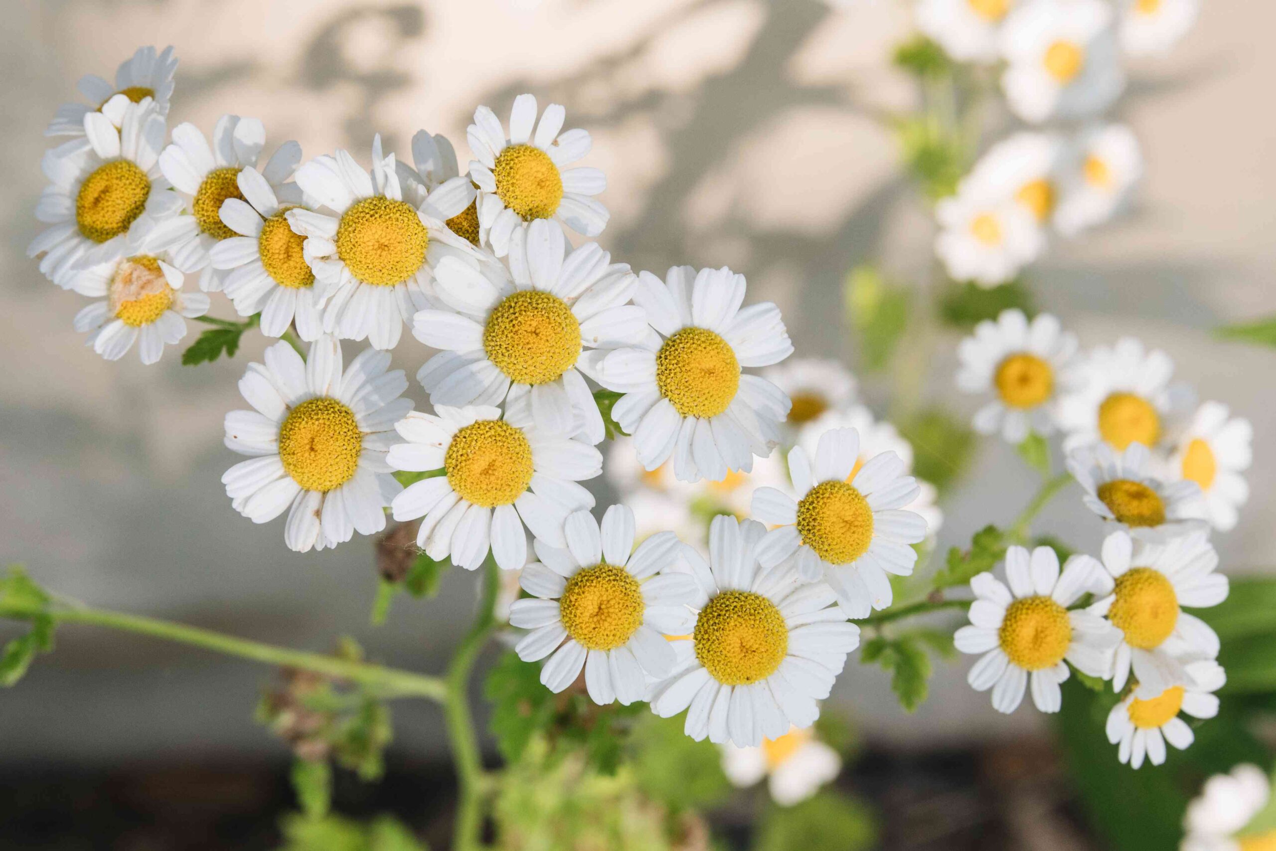 Chamomile Price