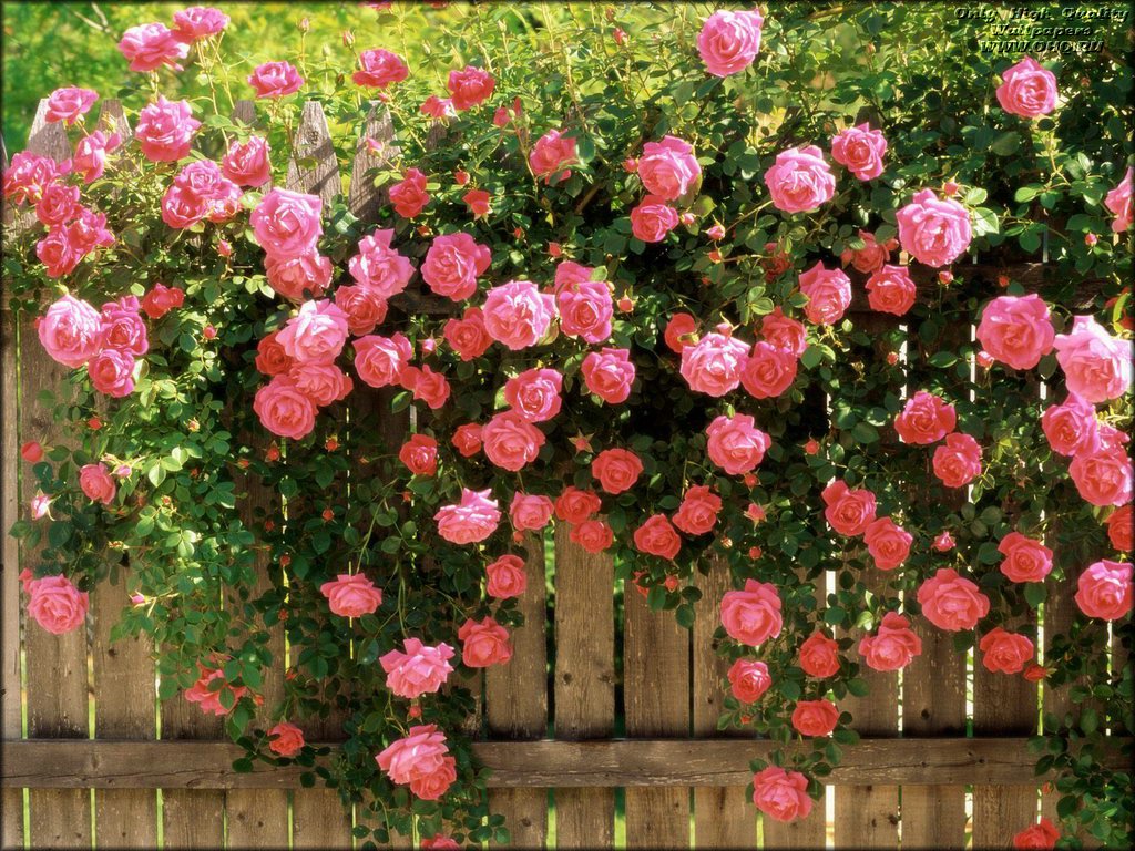 Damask Rose Price