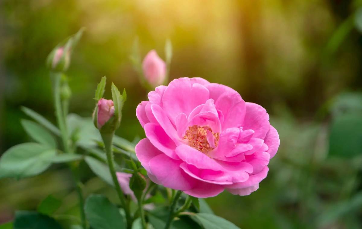 Damask Rose Sales