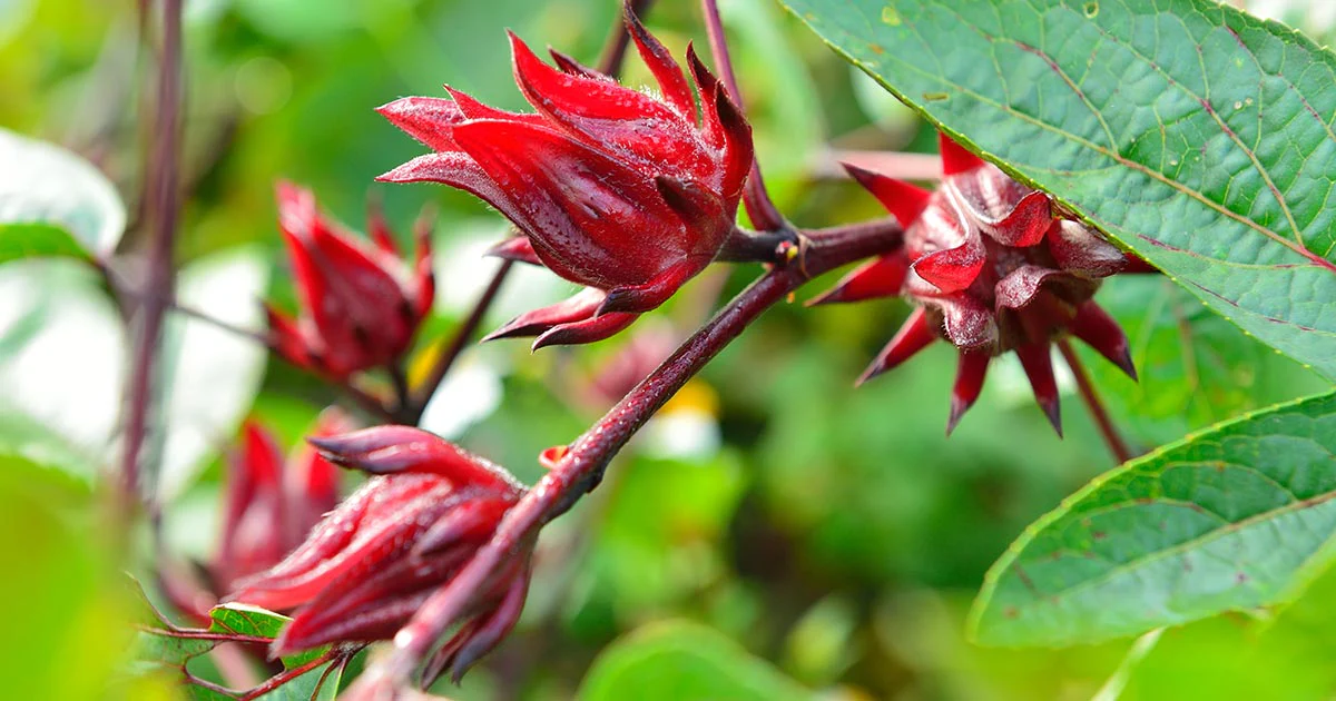 Hibiscus tea Sales