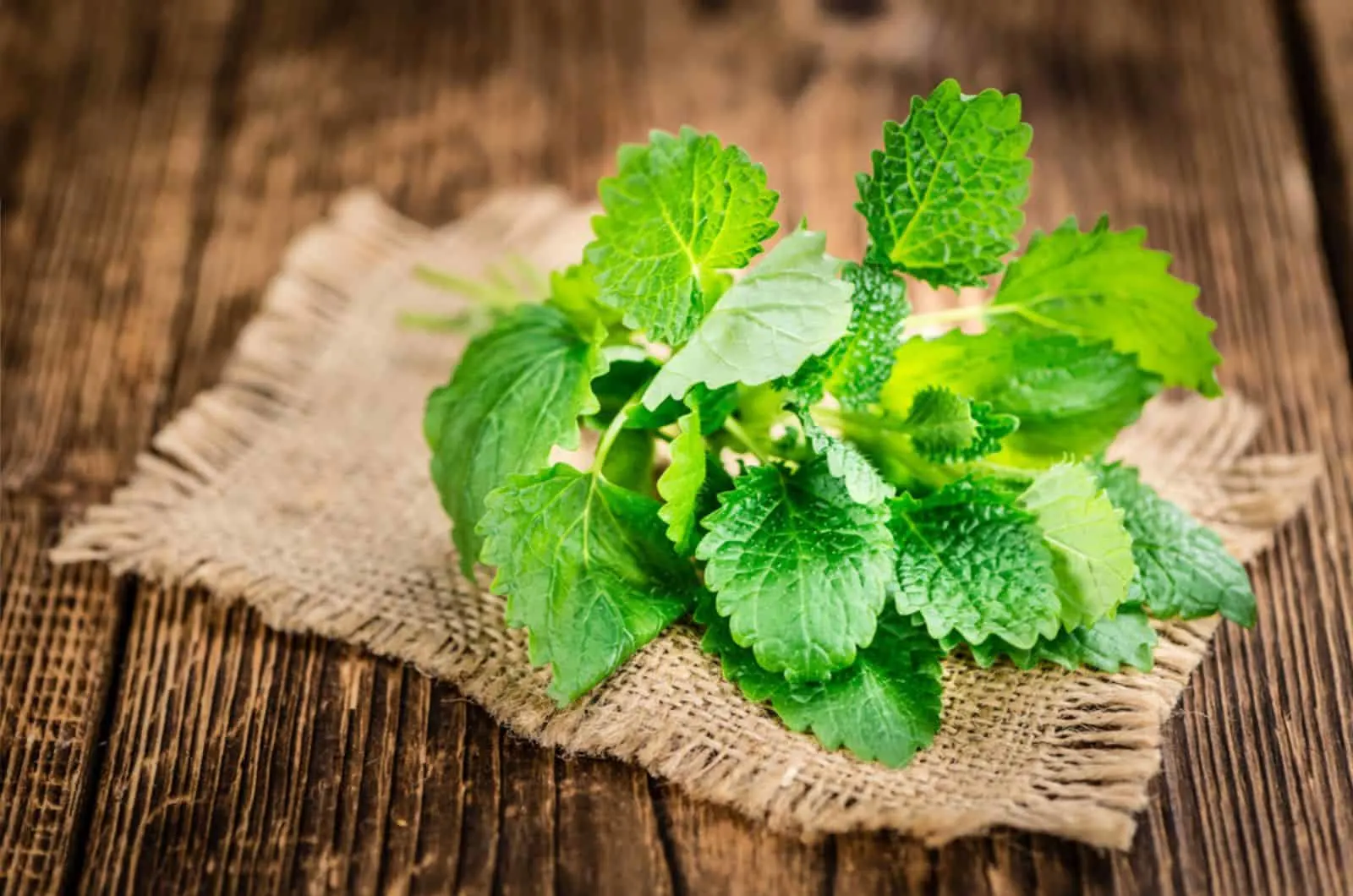 Lemon balm