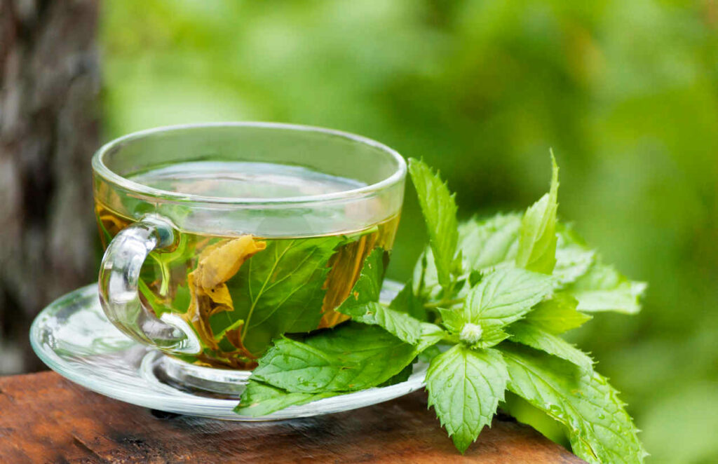 Lemon balm Price