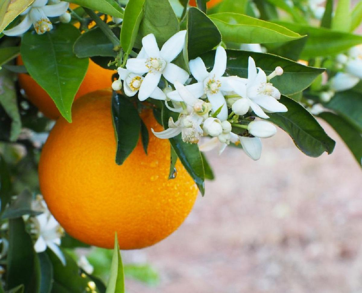 Orange blossom