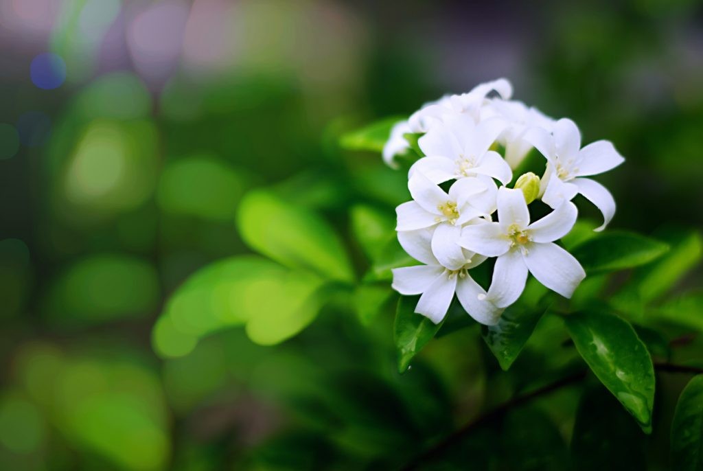 Buy Orange blossom