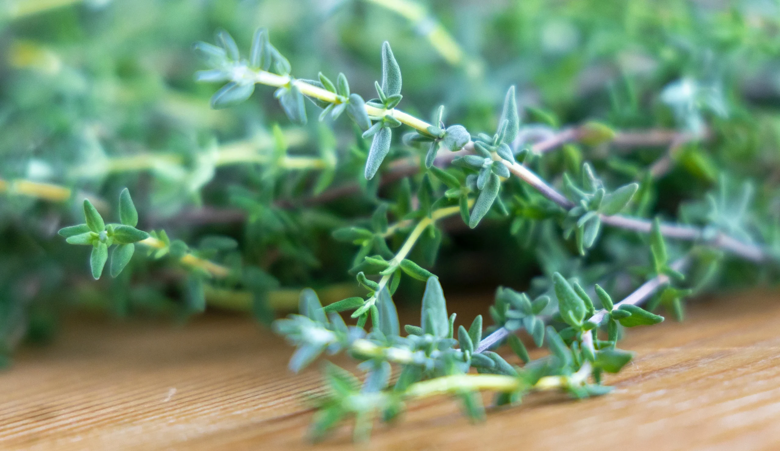 Thyme Price