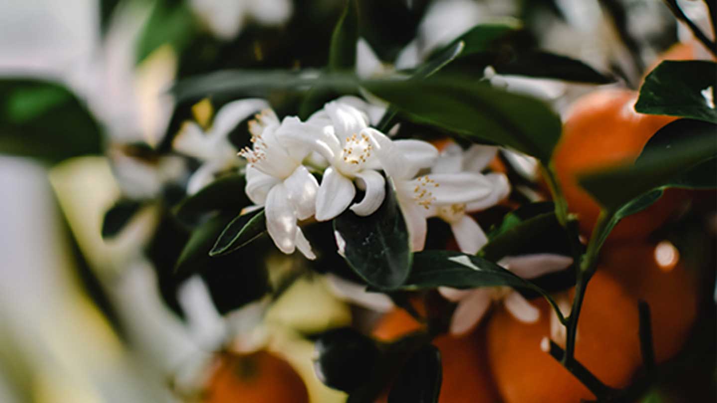 what do orange blossoms symbolize