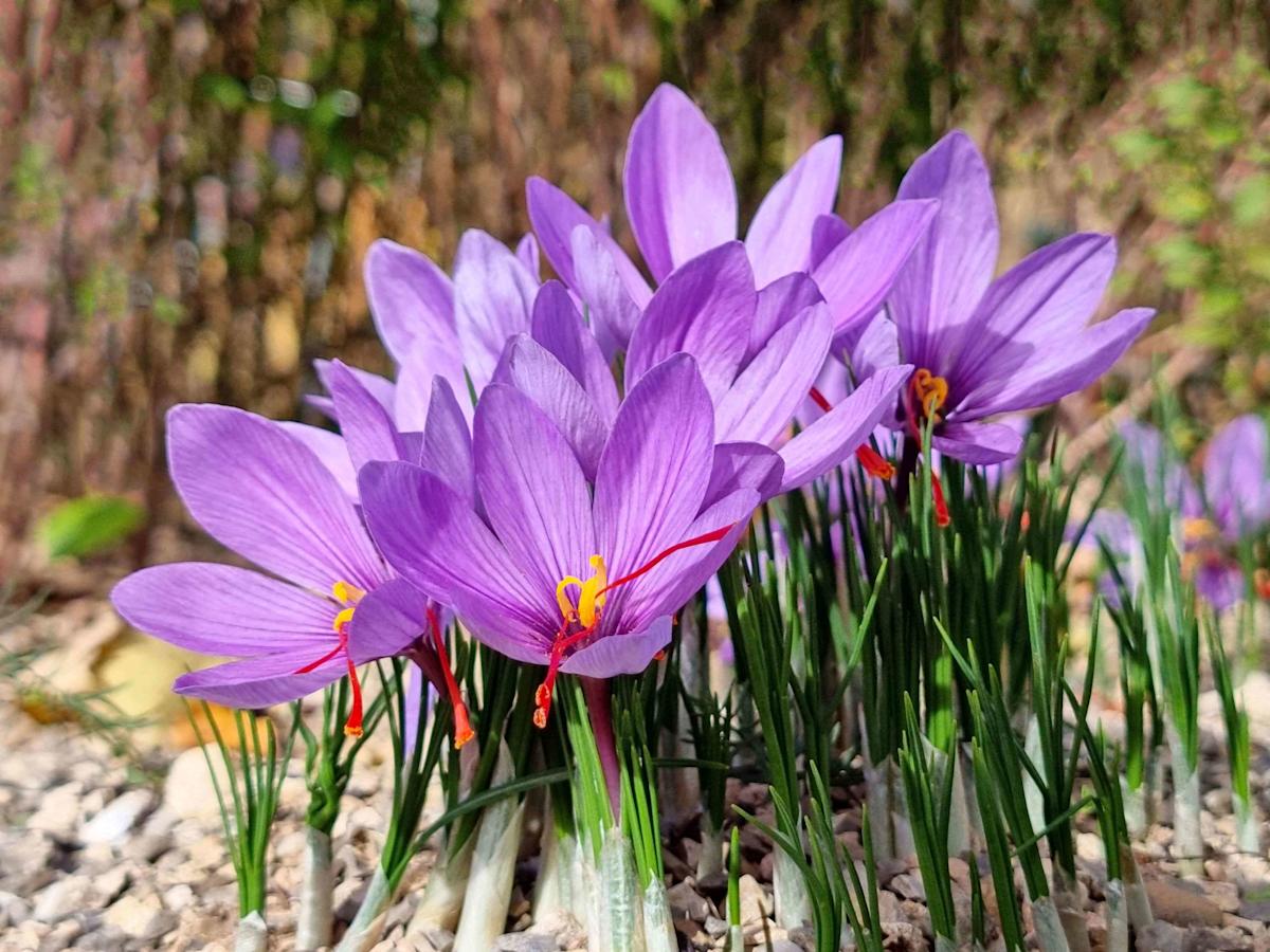 what saffron is used for
